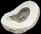 Undescribed Trilobite (aff Bojoscutellum) - Very Rare #46440-3